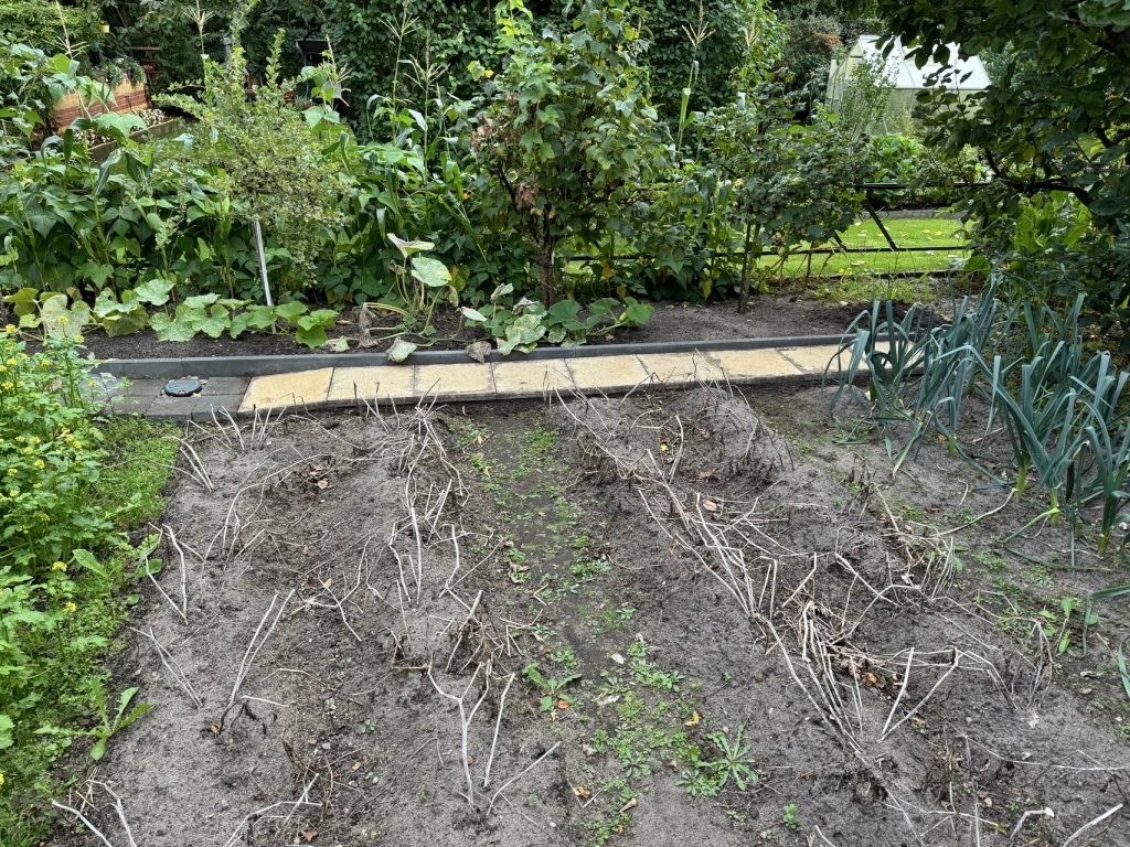 Foto vom 25.08.2024: Das Kartoffelkraut ist verwelkt.