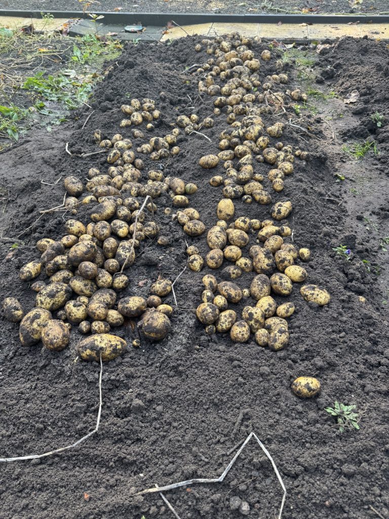 Foto vom 26.10.2024: Große Kartoffelernte