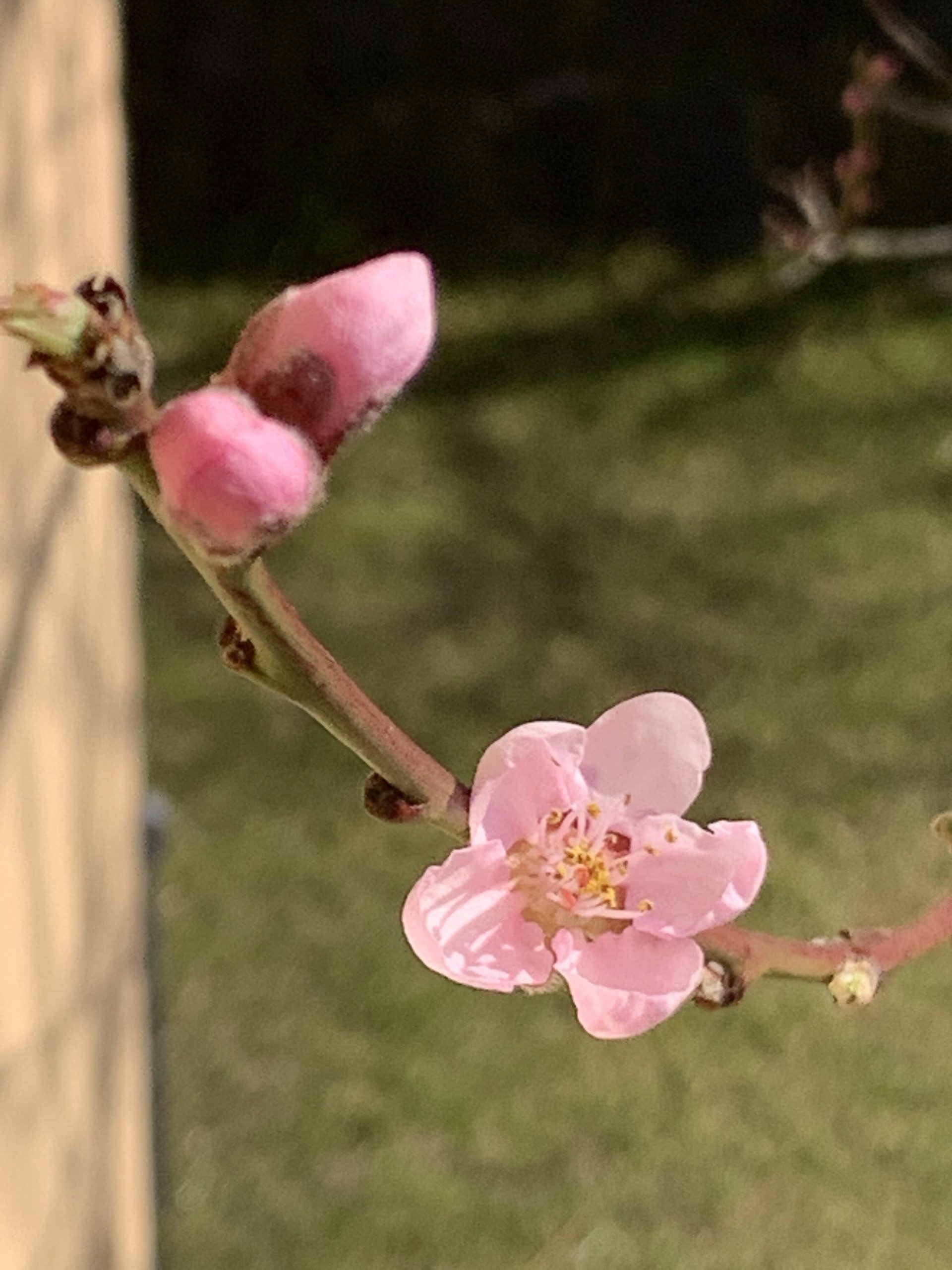 Die erste Blüte des Pfirsichbäumchens hat sich geöffnet