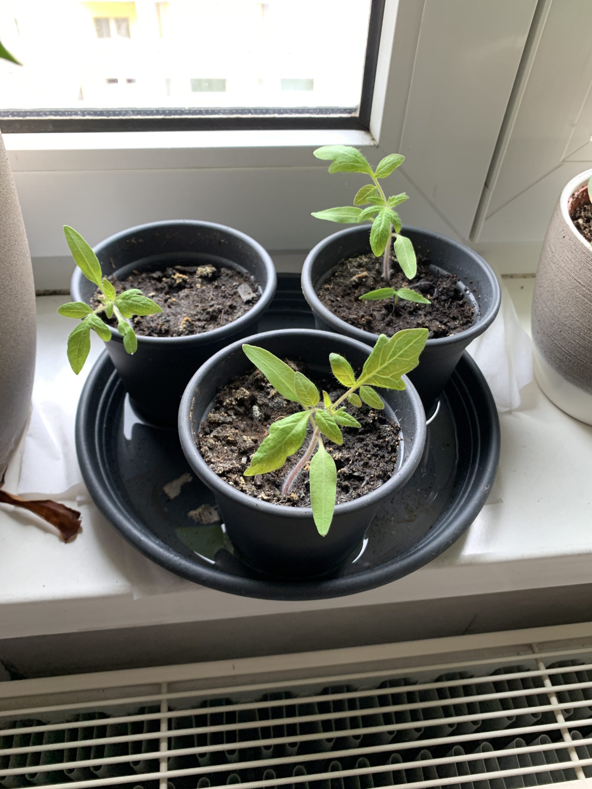 Vorgezogene Tomaten- und Paprikapflanzen auf der heimischen Fensterbank