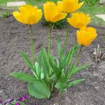 Holland lässt grüßen: Tulpe in voller Blütenpracht