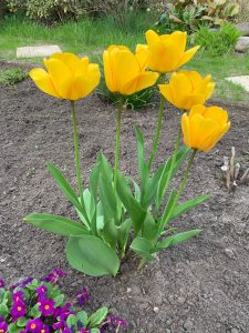 Holland lässt grüßen: Tulpe in voller Blütenpracht