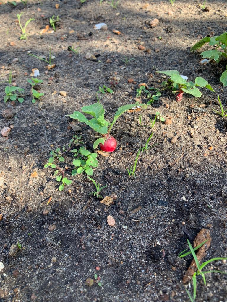 Allererste eigene Ernte im neuen Garten: Die selbst ausgesäten Radieschen wurden "gepflückt".