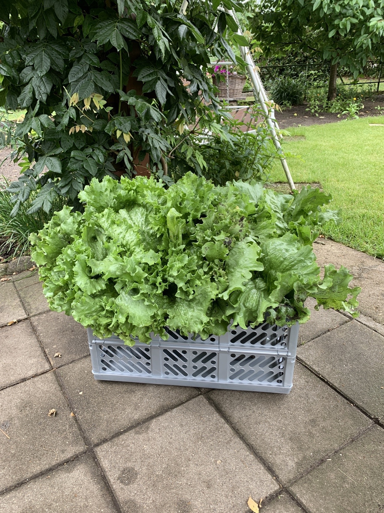 Riesige Salatpflanzen wurden innerhalb der Familie verteilt
