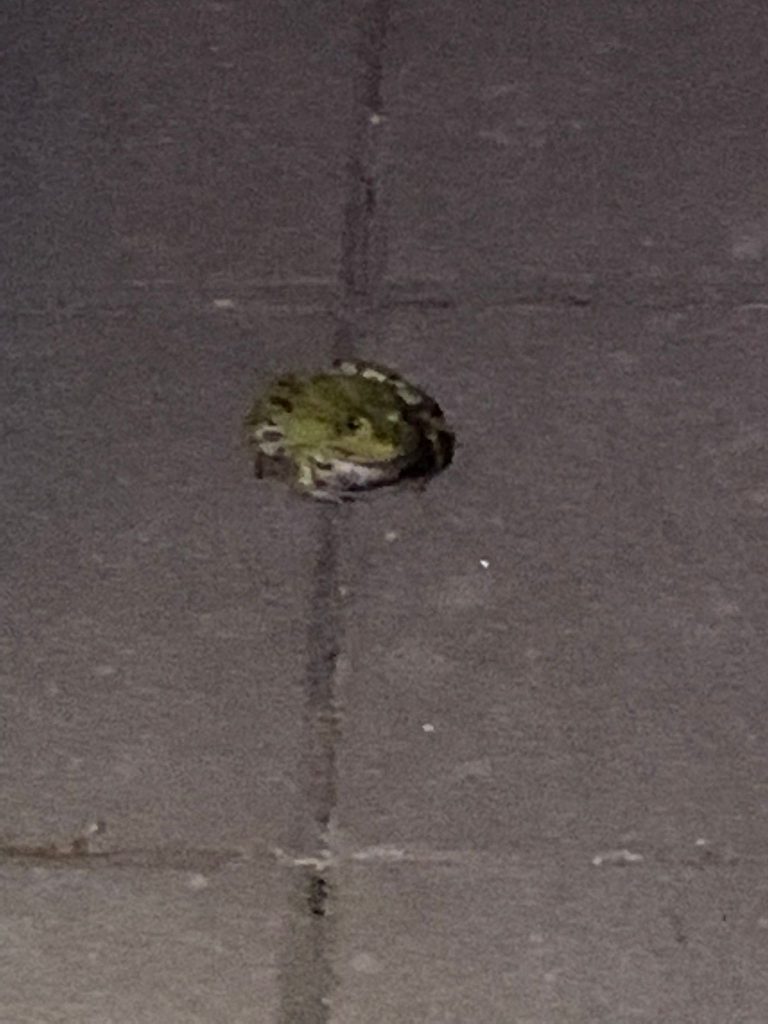 Frosch, mitten in der Nacht auf dem Gehweg