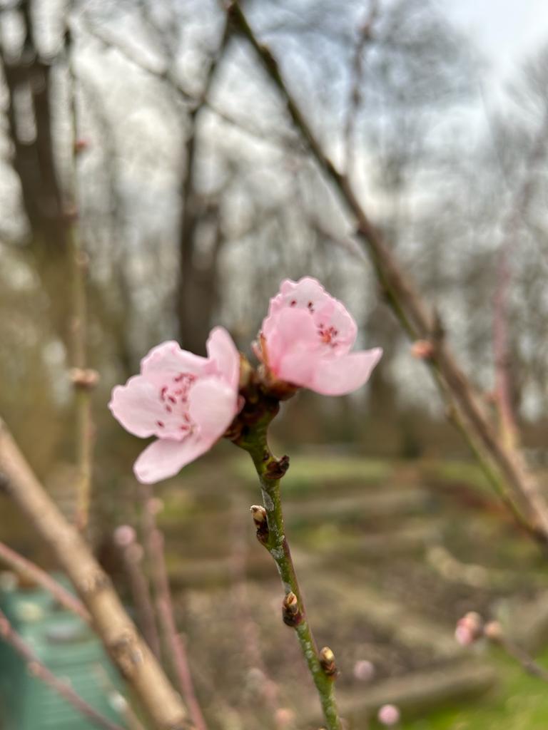 Erste Blüten am kleinen Pfirsichbaum