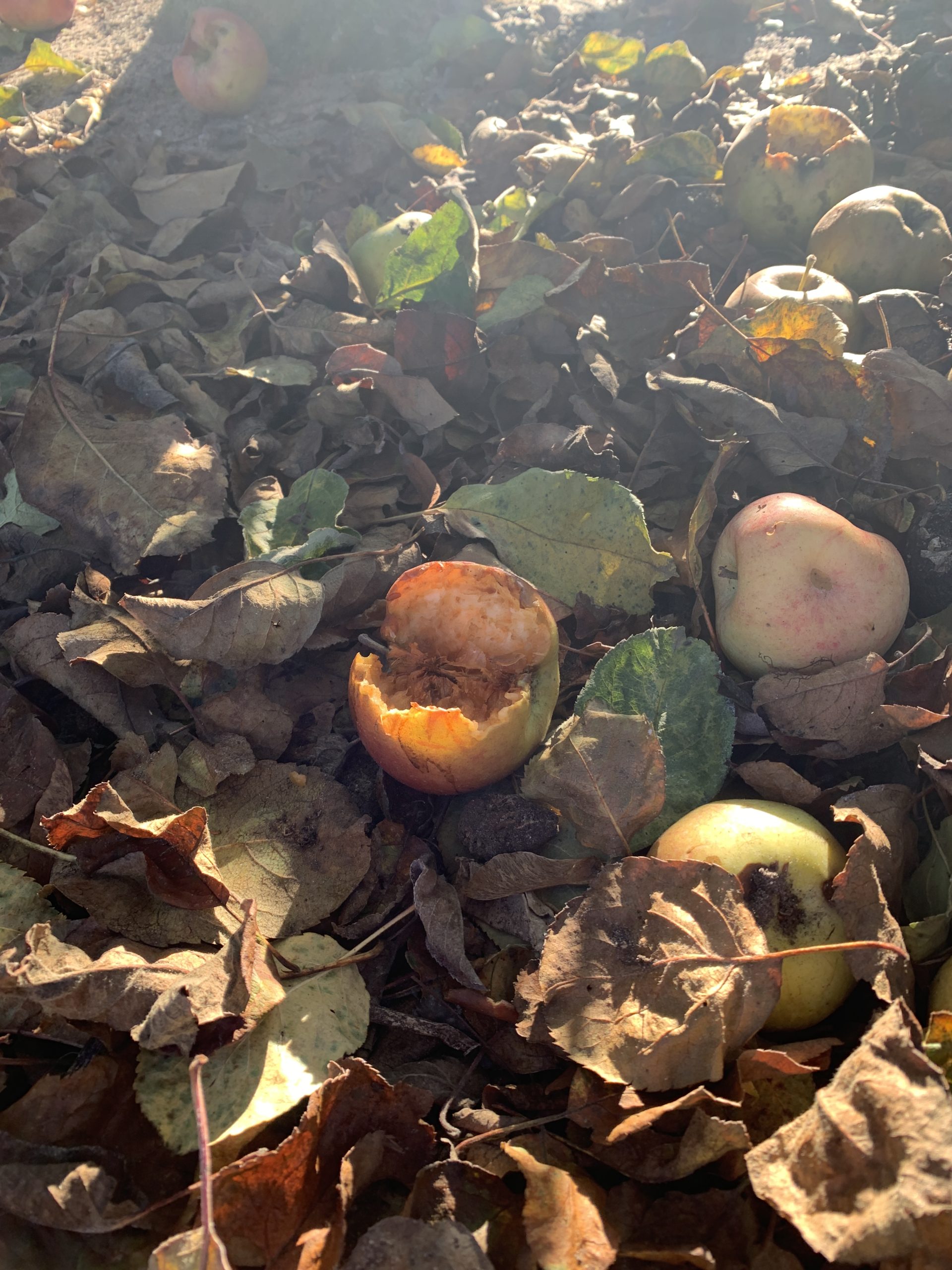 Merkwürdige Apfelformen im Kleingarten