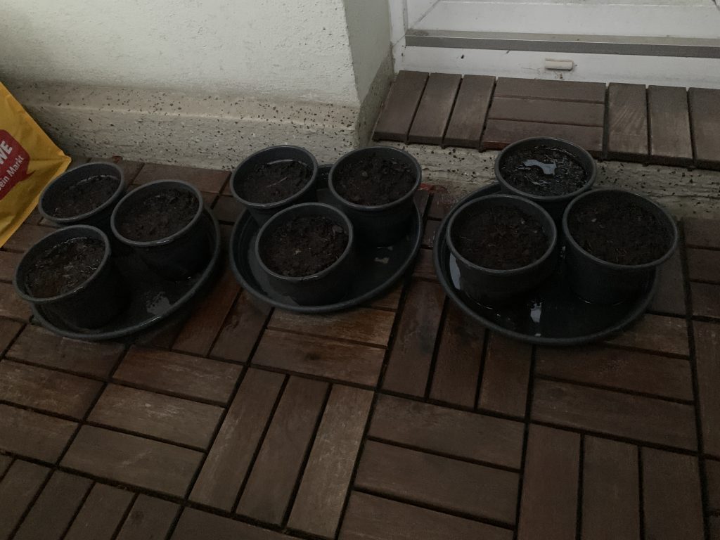 Saattöpfe für unsere Paprika- und Tomatenpflanzen - leider zu dunkel aufgenommen am 13.03.2023