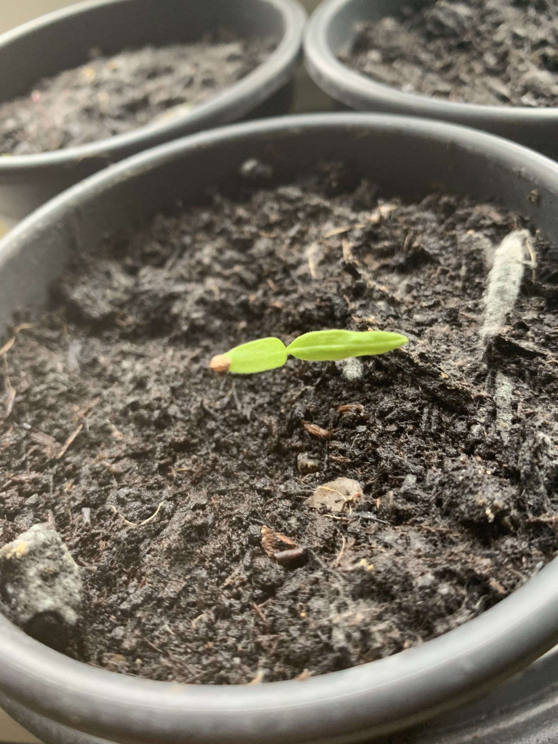 Gerade dem Erdboden frisch entschlüpft - die erste Paprikapflanze