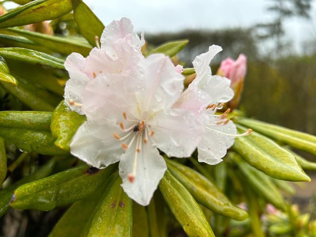 Auch der Rhododendron hat seine ersten Blüten geöffnet