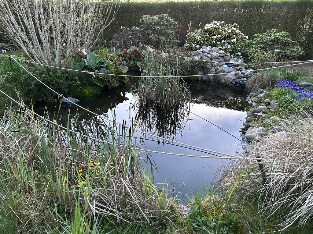 Über den Teich gespannte Seile halten Reiher, Enten & Co davon ab unsere Teichtierchen als Nahrungsquelle zu nutzen
