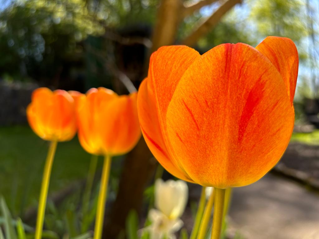 Die Tulpe - eine Perle der Natur (neben den Rosen natürlich!)