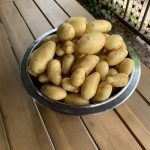 Ernteerfolg der Kartoffelsorte "Annabelle"