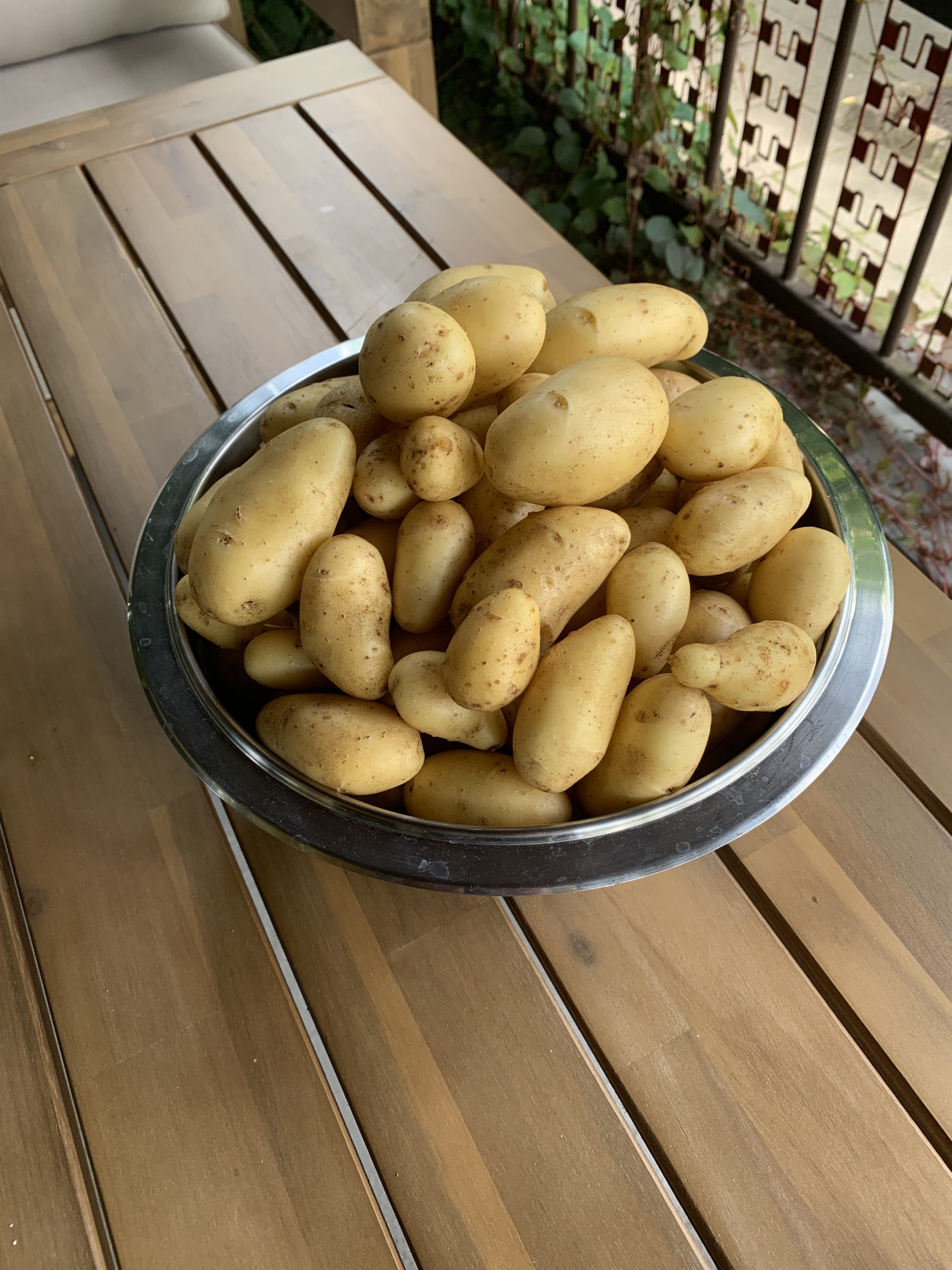 Ernteerfolg der Kartoffelsorte "Annabelle"