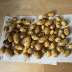 Ernteausbeute der letzten Kartoffelernte