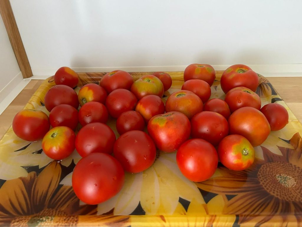 Ein Teil unserer diesjährigen Tomatenernte