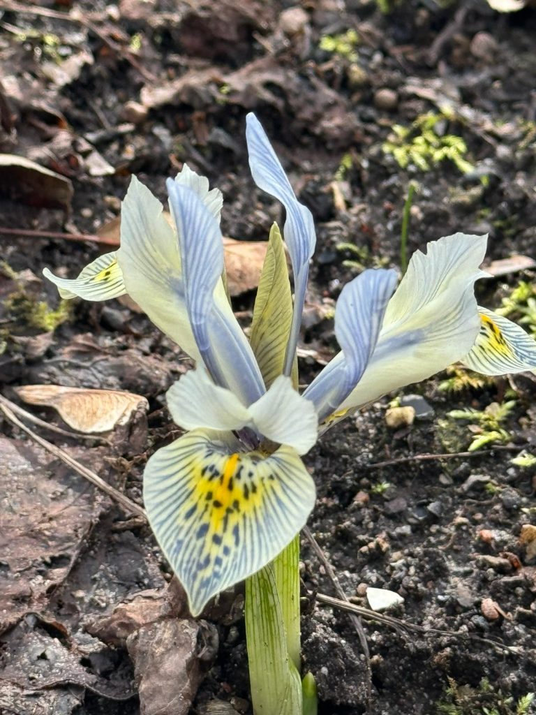 Die Blüte der Zwerg-Iris erinnert eher an die einer Orchidee