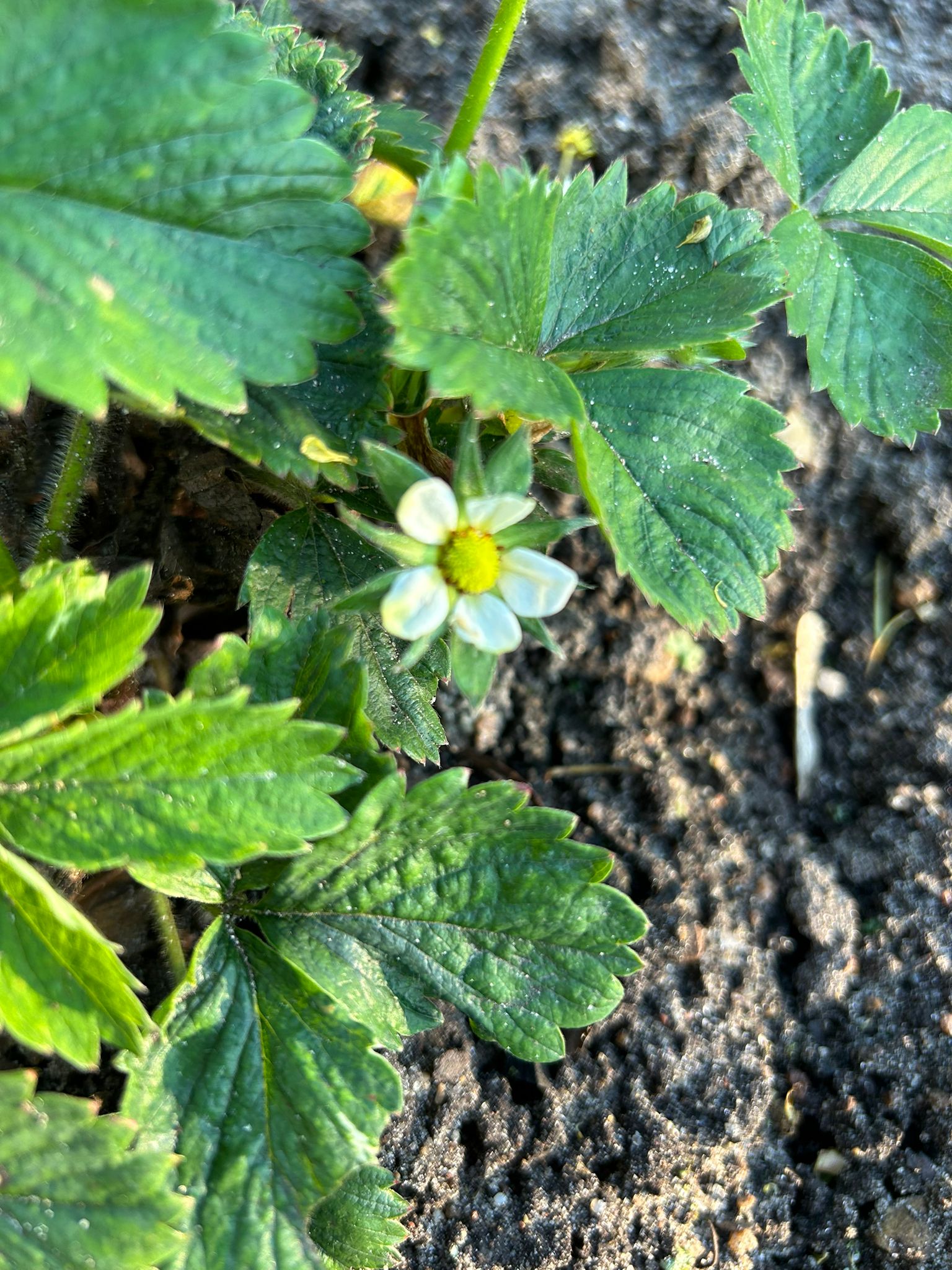 Schüchtern lugt die erste von insgesamt drei Blüten (auf den gesamten Acker bezogen) hervor