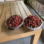 Zwei Schüsseln voller Erdbeeren - Aufnahme vom 24. Juni 2023